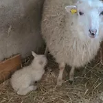 Gackernaestli Emmental * Baerau