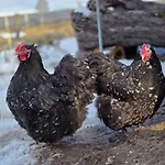 아파트 Gackernaestli Emmental Baerau