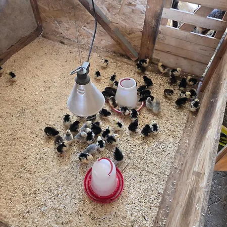 Gackernaestli Emmental Lejlighed Baerau
