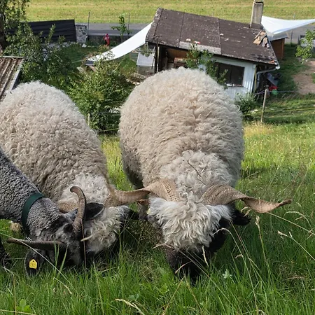 Gackernaestli Emmental *