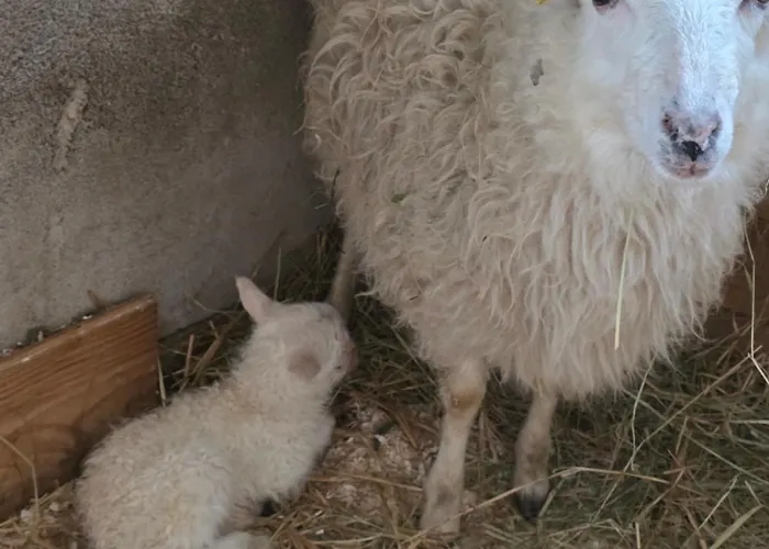 Gackernaestli Emmental * Baerau