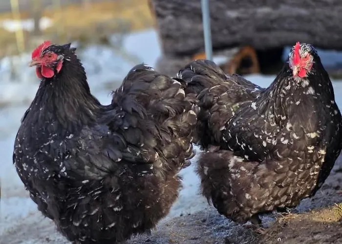 アパート Gackernaestli Emmental Baerau