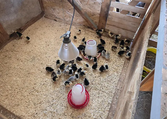 Gackernaestli Emmental アパート Baerau